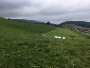 Schaffegg Hornussen